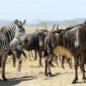 TZA SHI SerengetiNP 2016DEC25 MbalagetiRiver 014 : 2016, 2016 - African Adventures, Africa, Date, December, Eastern, Mbalageti River, Month, Places, Serengeti National Park, Shinyanga, Tanzania, Trips, Year